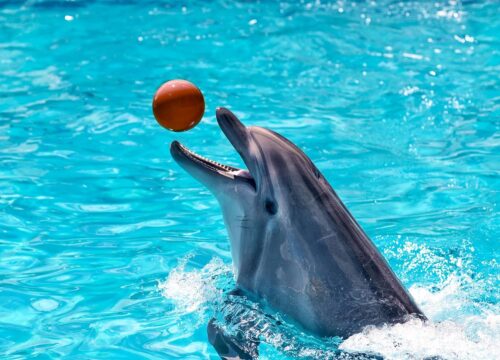 Dolphin show